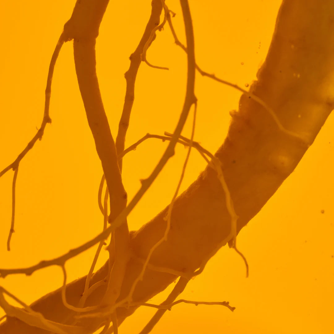 Shampoo Con Ginseng Anyeluz