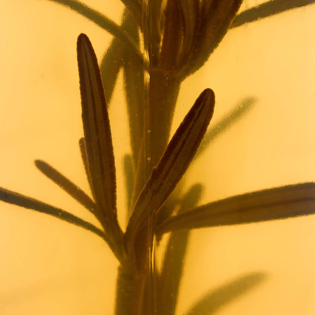 Shampoo Con Romero Anyeluz